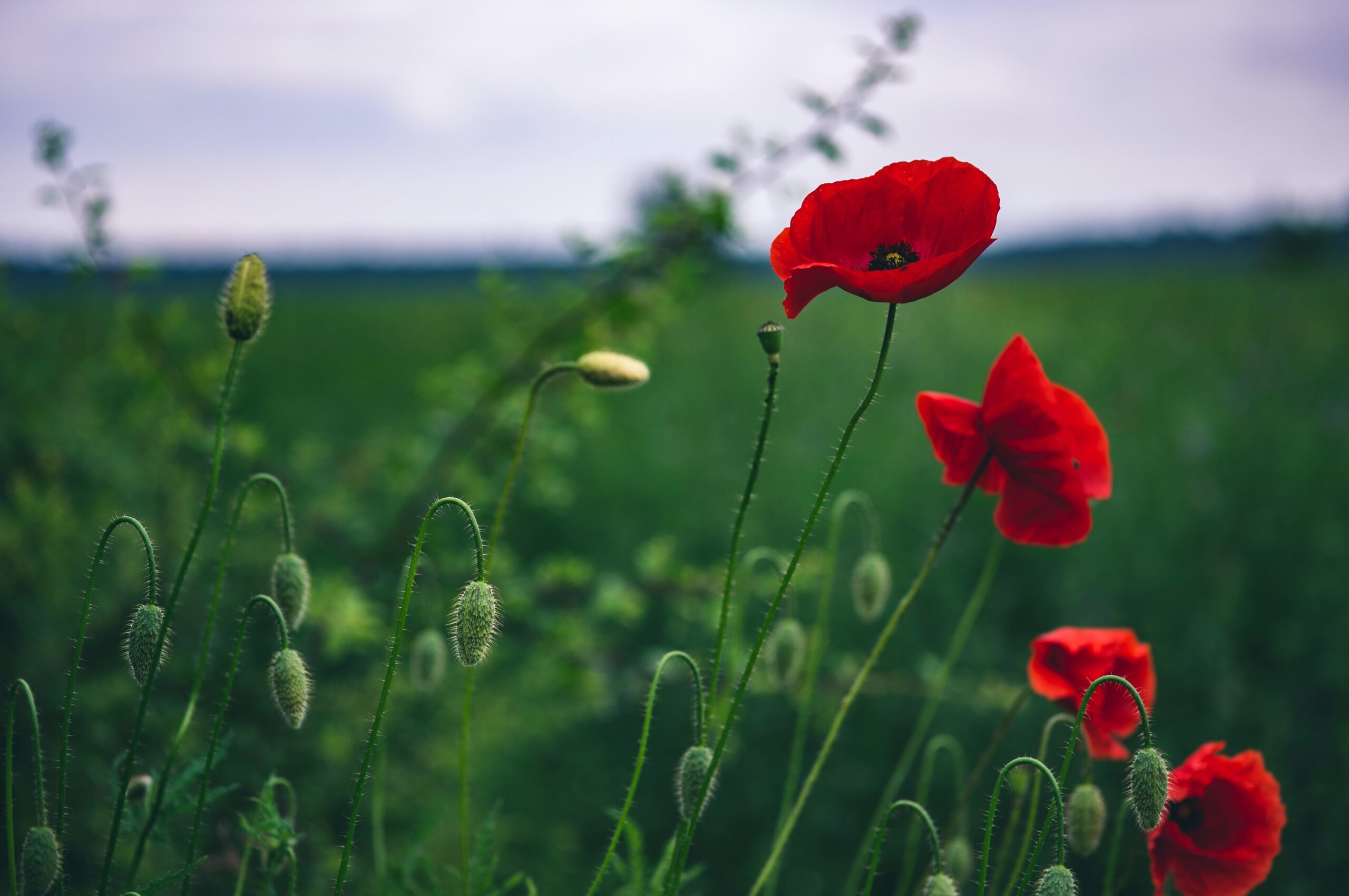 Sorin Gheorghita Nivyorg05hu Unsplash